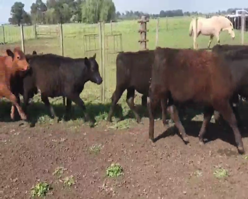 Lote 60 Novillos en Tandil, Buenos Aires