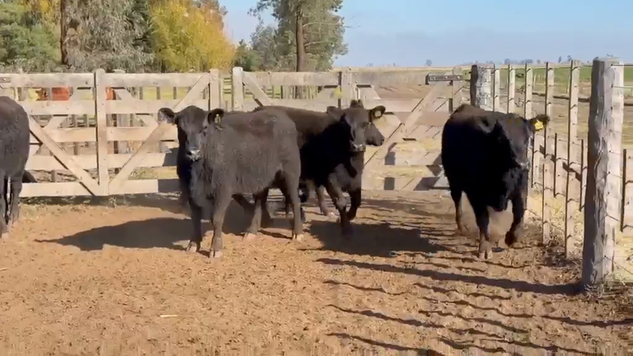 Lote Vaquillonas Val p servicio - San Ignacio de Vaccaro