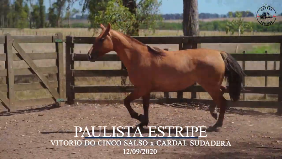 Lote Paulista Estripe
