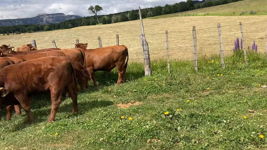 Lote 20 Novillo Engorda en Coyhaique, XI Región Aysén