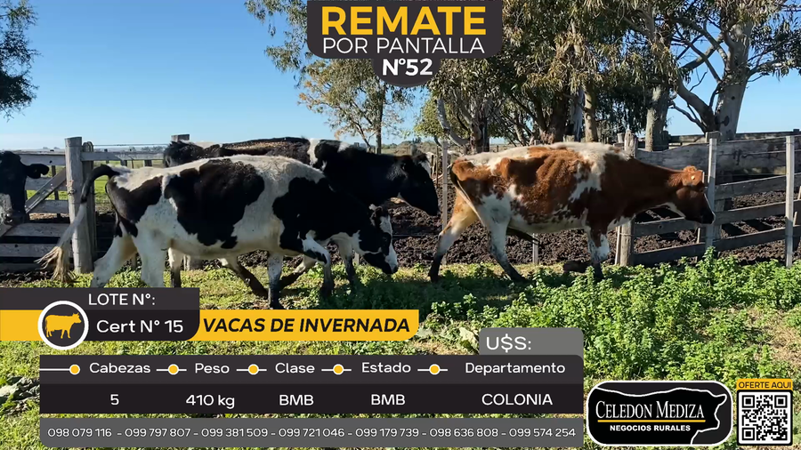 Lote 5 Vacas de Invernada en Otra Localidad, Colonia