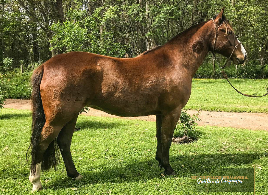 Lote QUELÉN CAMPIÑA
