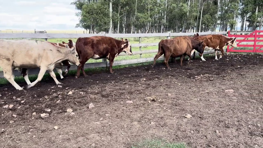 Lote VACAS DE INVERNADA