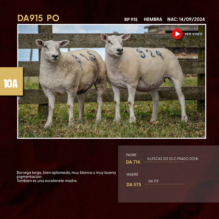 Lote 2 Borregas a remate en Texel Don Amilcar y Villa Olivar, Cerro Largo