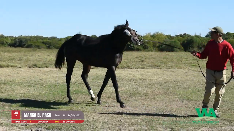 Lote MARCA EL PASO