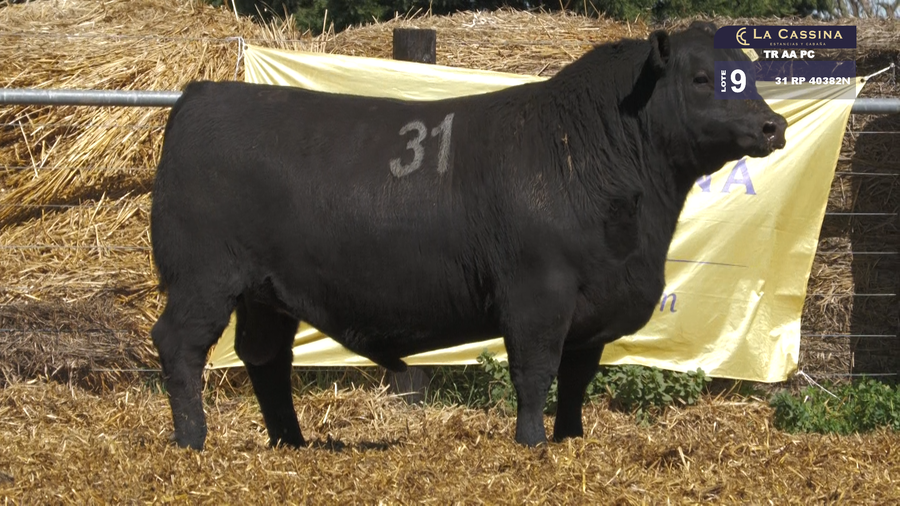 Lote TOROS ANGUS PURO CONTROLADO