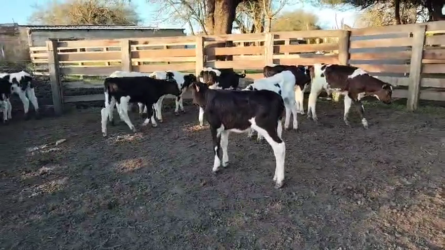 Lote 24 Terneros a remate en Pantalla Camy, San José