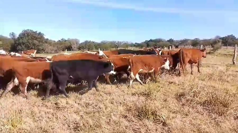 Lote 100 Terneras