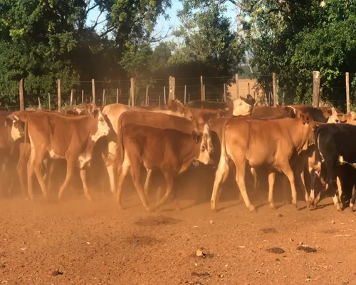 Lote 87 Terneros/as en Ituzaingó, Corrientes