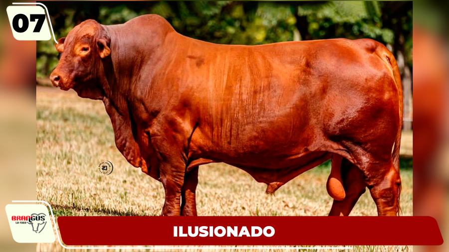 Lote LOTE 7
