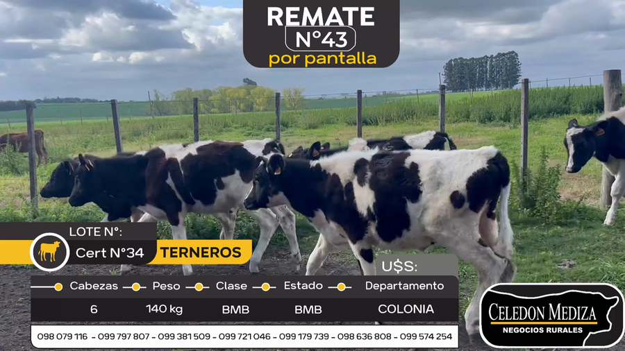 Lote 6 Terneros en Colonia