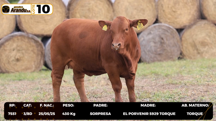 Lote LOTE 10