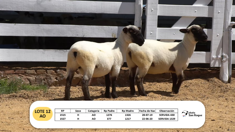 Lote Lote 12 - AO