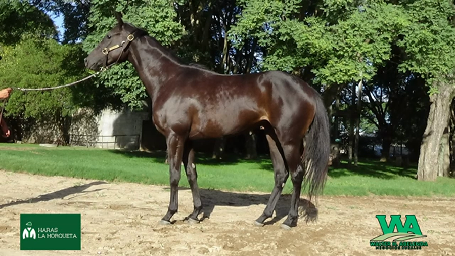 Lote BLACK CANDY