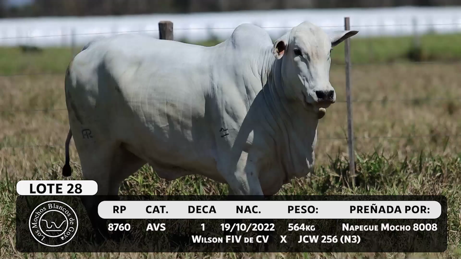 Lote LOTE 28
