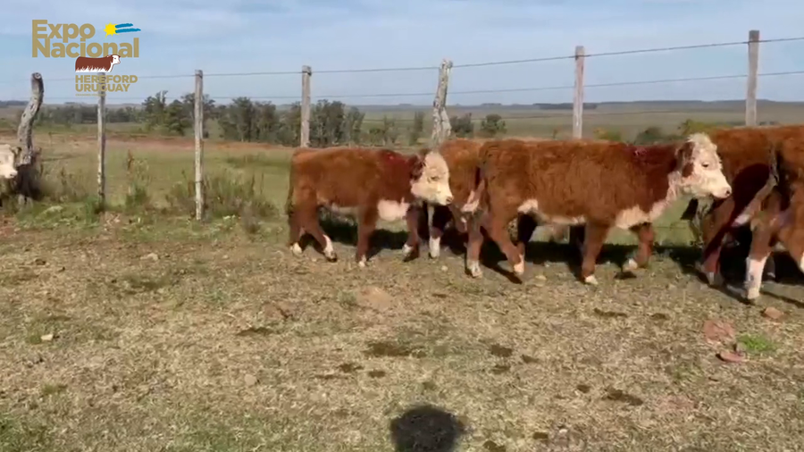 Lote 36 Terneros HEREFORD a remate en Expo Nacional 2022 117kg - , Salto