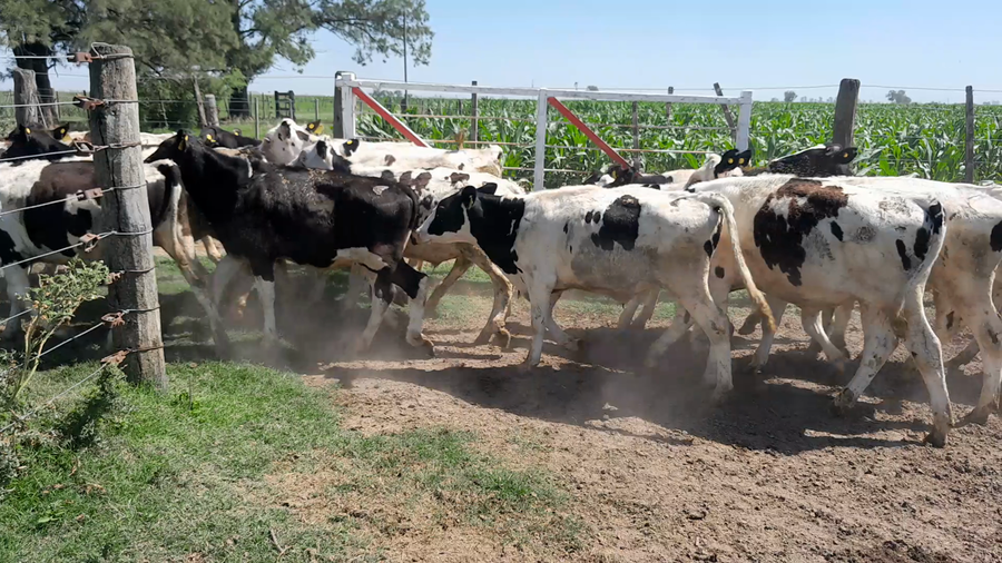 Lote 32 Terneros Holando Argentino en Col. Bossi, Santa Fe