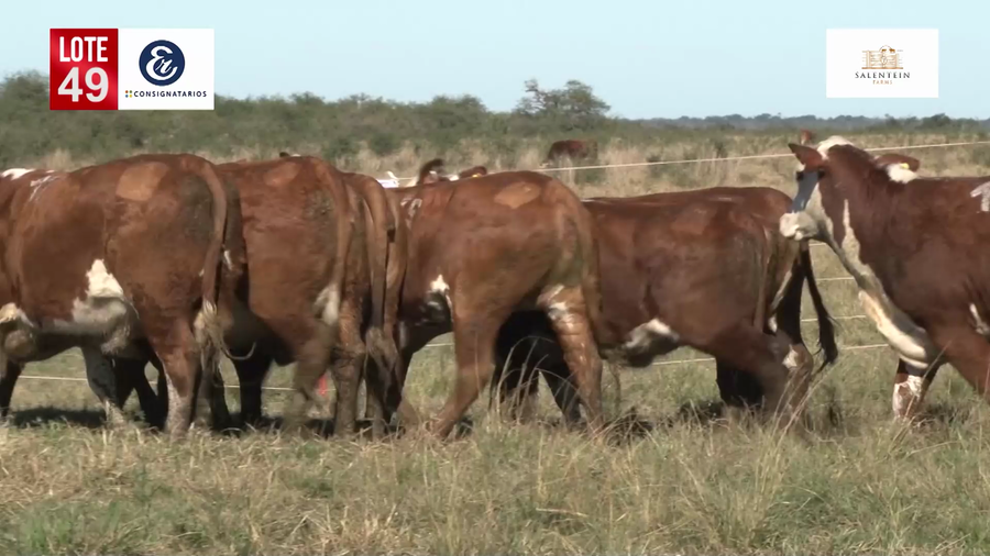 Lote Vaquillas Braford Planteleras Señal ´19-Preñadas IATF (17-12-2021) y Servicio Colectivo (27/12/21 al 05/02/22)