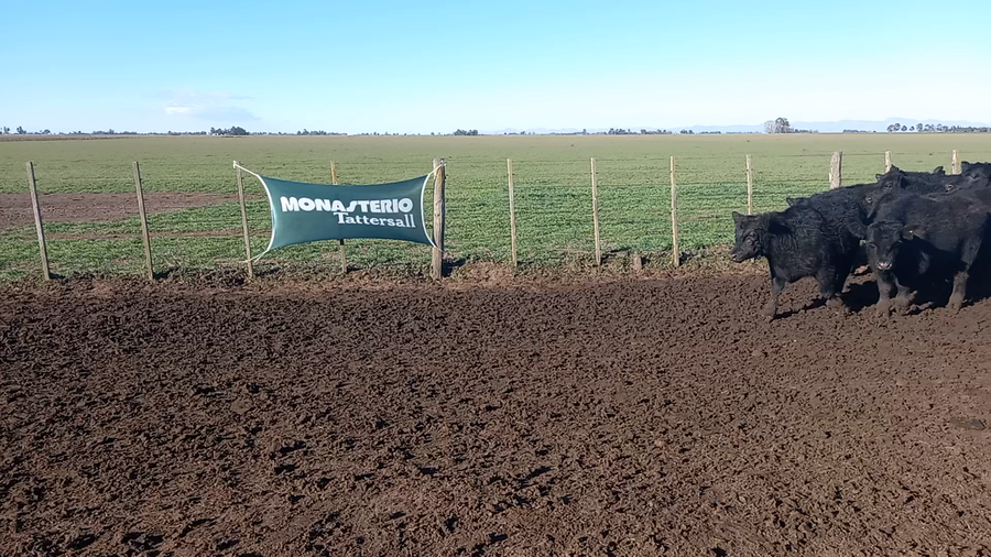 Lote 50 Novillitos en Coronel Suarez, Buenos Aires