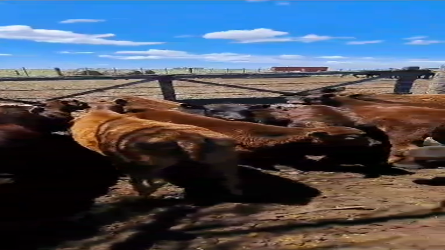 Lote 48 Terneros/as en Tres Arroyos A TÉRMINO