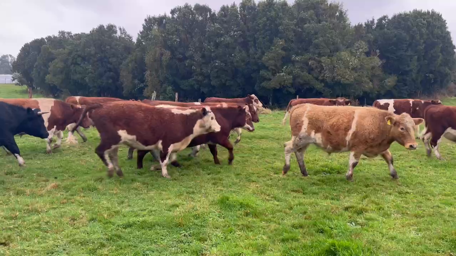 Lote 50 Novillo Engorda en X Región Los Lagos, Ancud