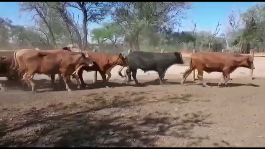 Lote 325 Novillitos en Las Lomitas, Formosa