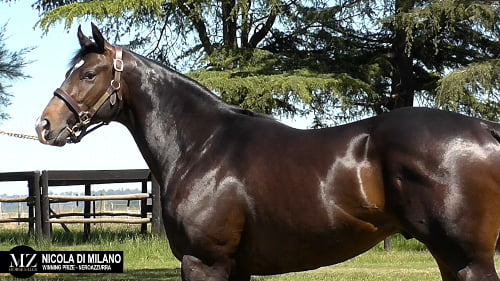 Lote NICOLA DE MILANO (WINNING PRIZE - NEROAZZURRA)