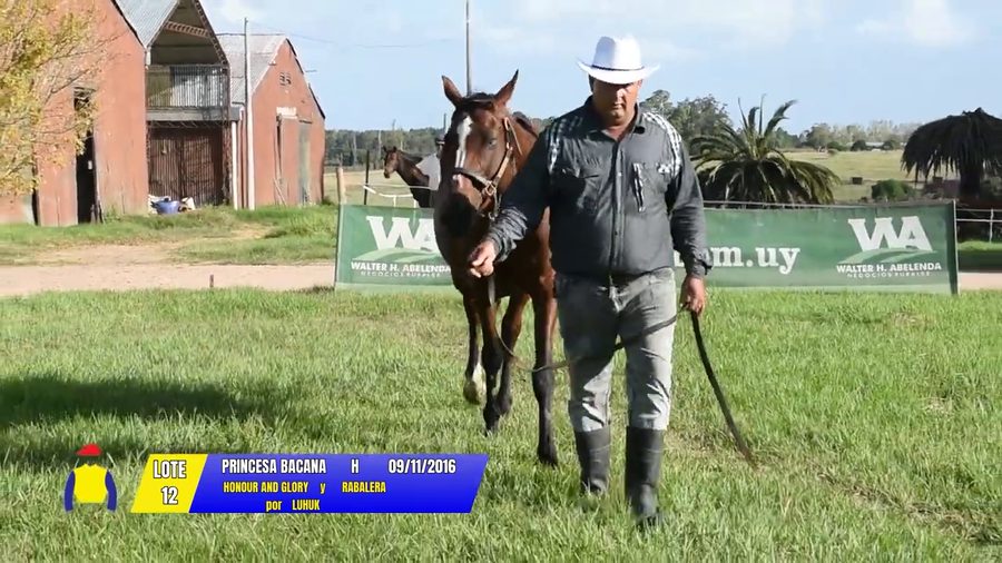 Lote PRINCESA BACANA
