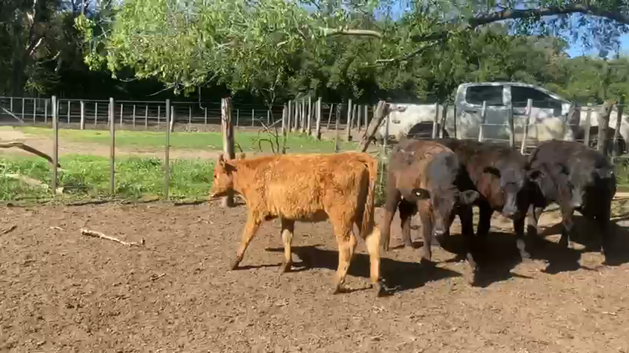 Lote 100 Terneras en Buenos Aires, Bolívar