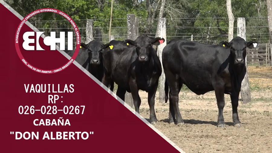 Lote VAQUILLAS PREÑADAS BRANGUS CABAÑA DON ALBERTO