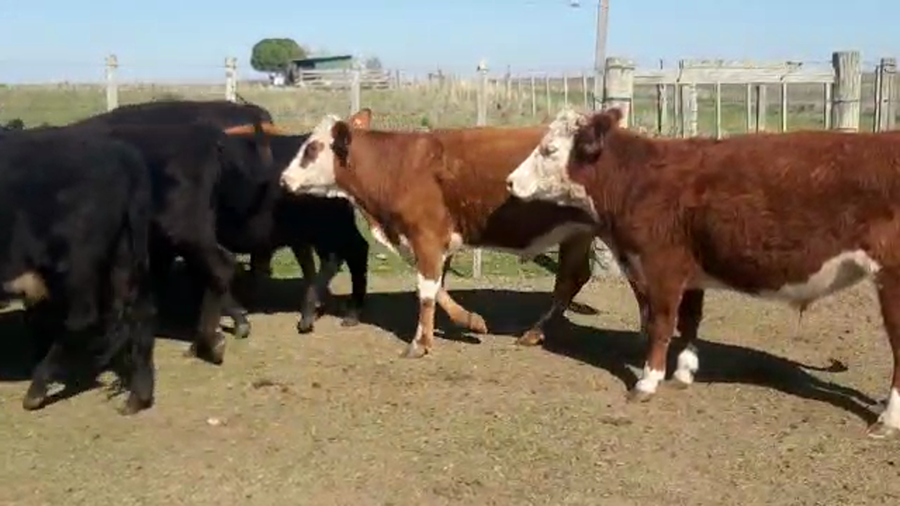 Lote 11 Novillos hereford y angus