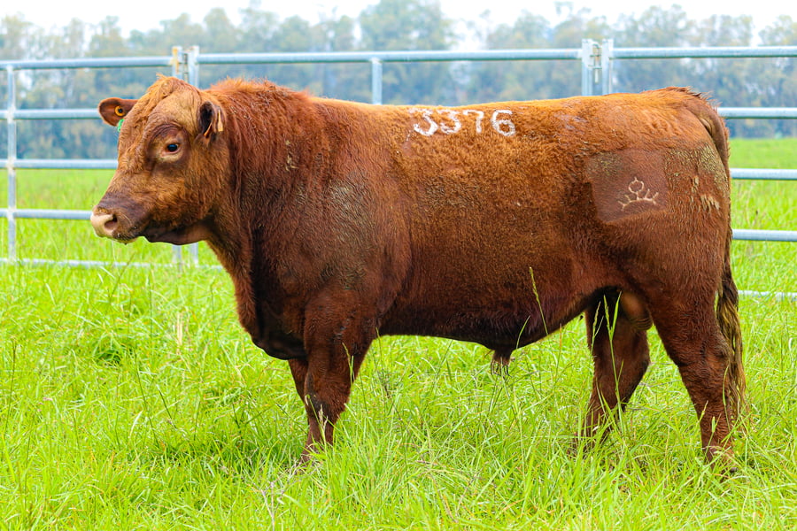 Lote ABERDEEN ANGUS SA -  Angus COLORADOS
