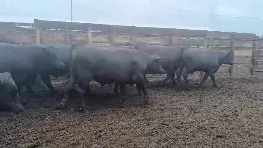 Lote 20 Novillo Gordo en Los Ángeles, VIII Región Biobío