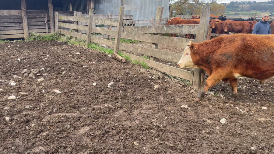 Lote 23 Novillo Engorda en Puerto Varas, X Región Los Lagos