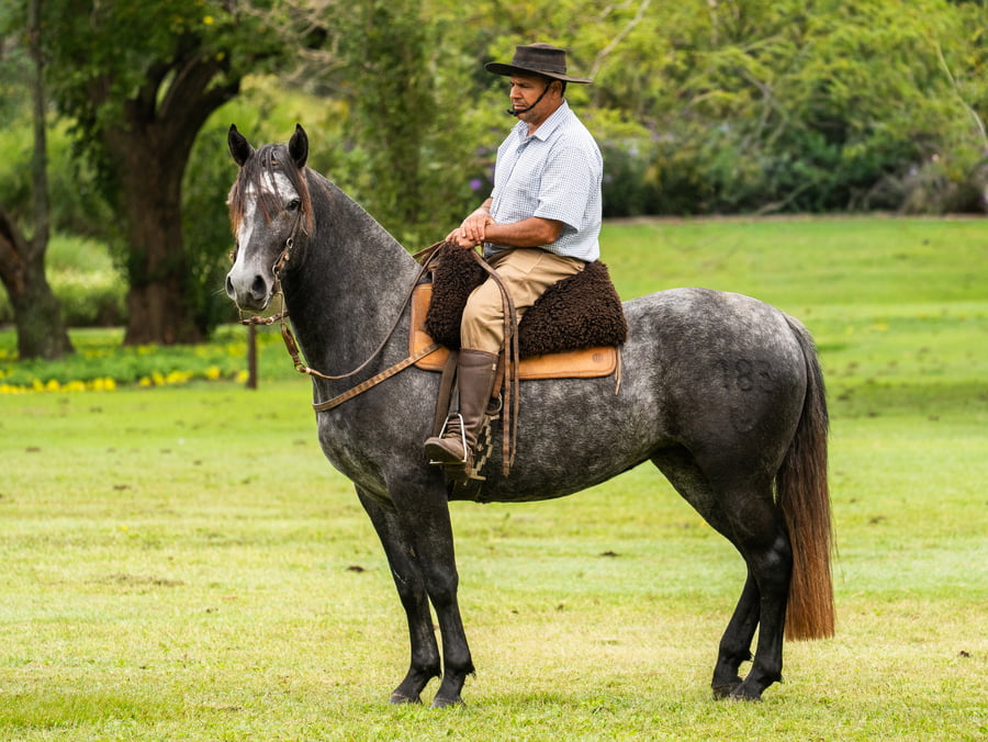 Lote Guirita Imagen