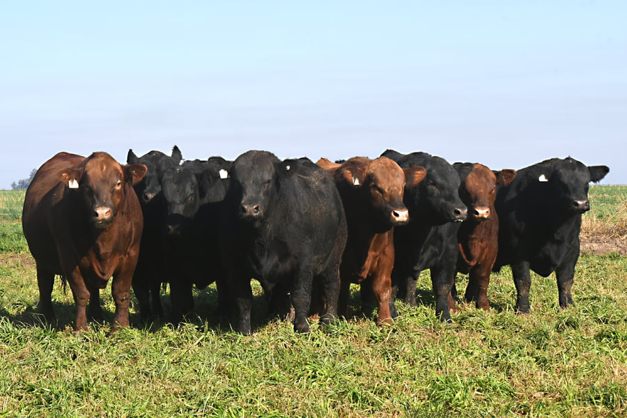 Lote RP 7032 y RP 7038 - TOROS PP y PC A CAMPO