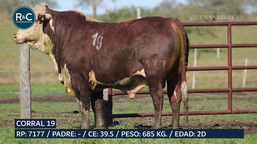 Lote Toro Braford