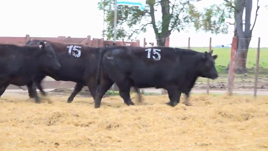 Lote Vaquillas Preñadas Tres Molinos