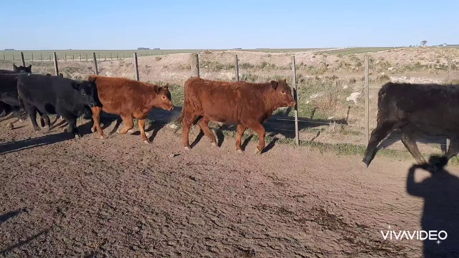 Lote 120 Terneras en Benito Juárez, Buenos Aires