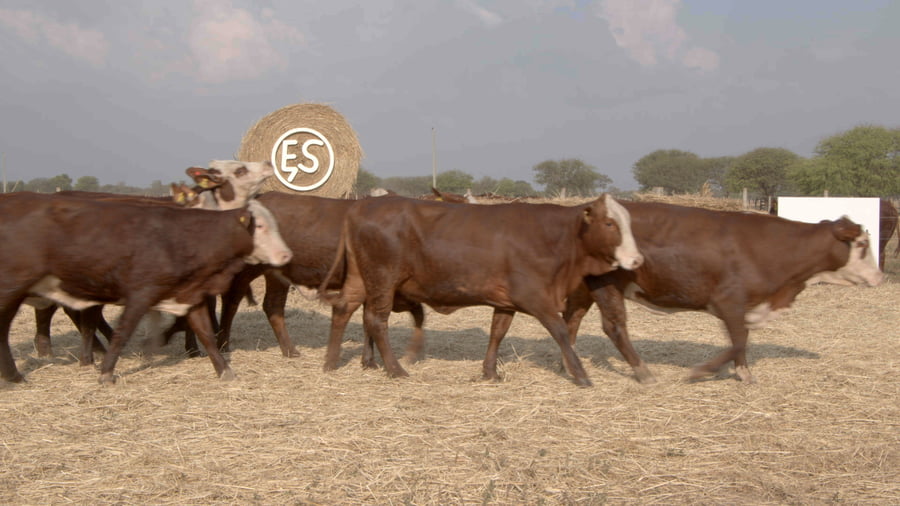 Lote Vaquillas CBO. 1 PREÑADAS