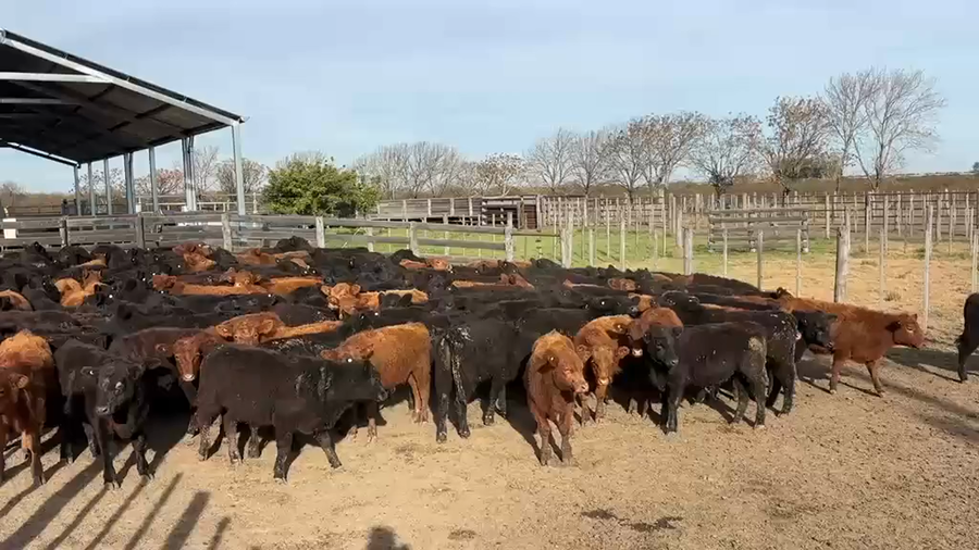 Lote 141 Terneros