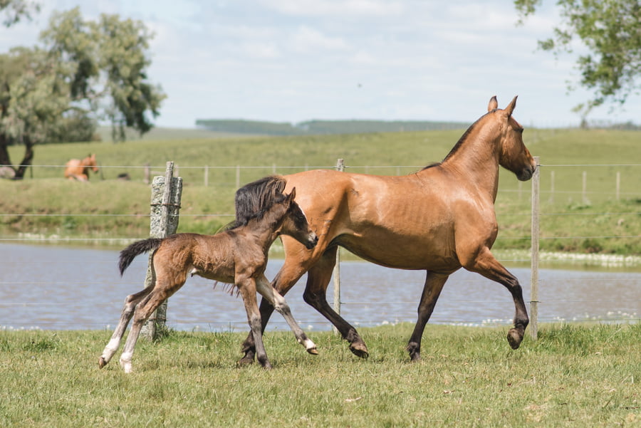 Lote PRIMAVERA MOJÓN