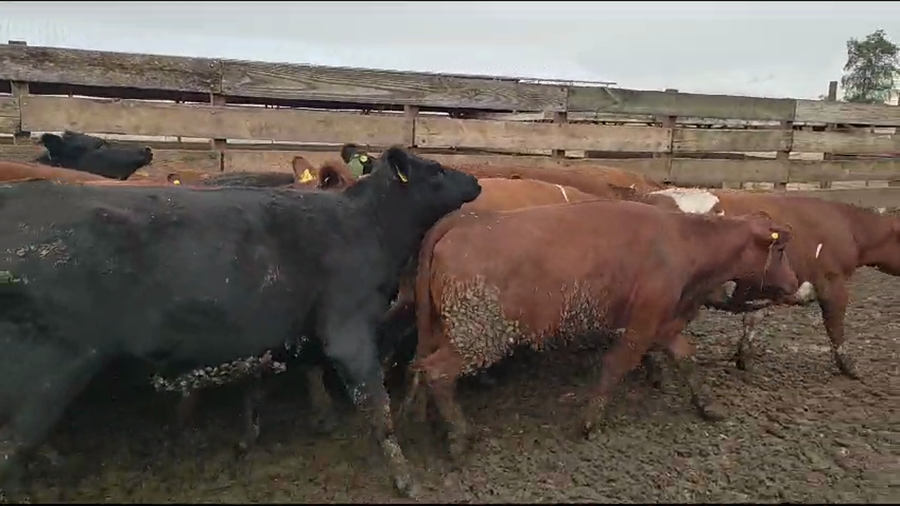 Lote 22 Vaquilla Gorda en Los Ángeles, VIII Región Biobío