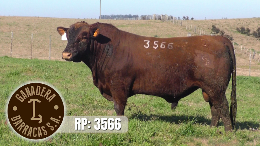 Lote (Vendido)Toros a remate en Ganadera Barracas S.A en Caraguata