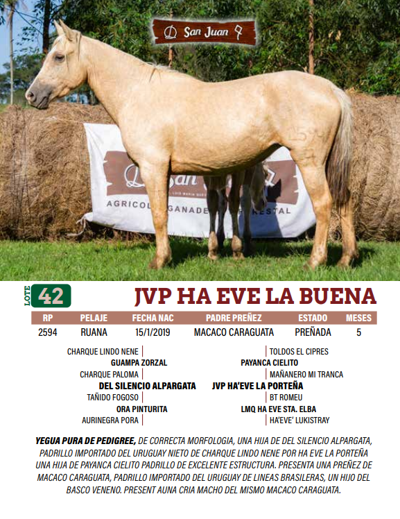 Lote LOTE 42