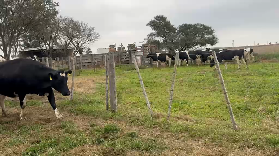 Lote 5 Vaquillonas Holando Argentino preñadas en Morteros, Córdoba