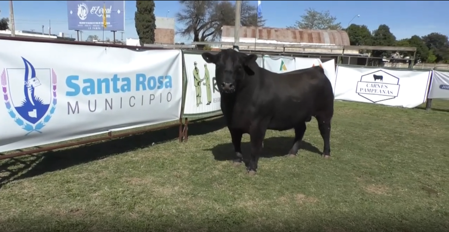 Lote Toro Aberdeen Angus Negro PC - RP 2083 - Cabaña El Trece de Palos