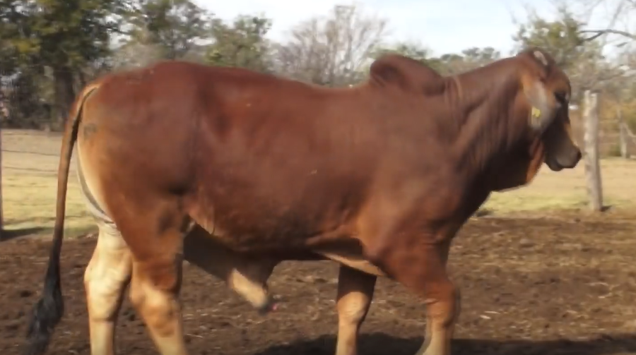 Lote TOROS(CORRAL 35)BRAHMAN "CABAÑA DON TOMAS"