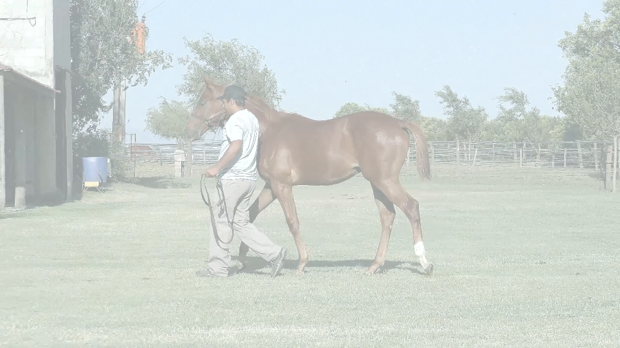 Lote RIO GALISIMO (LENOVO - GALISIMA)