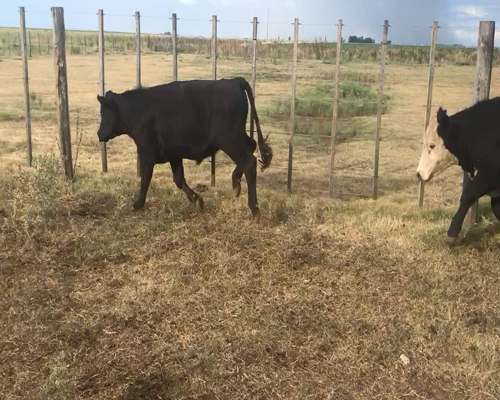 Lote 70 Terneros/as en CNEL SUAREZ , Buenos Aires